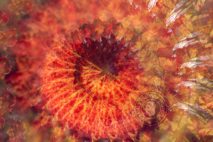 Red Leaf Study #1