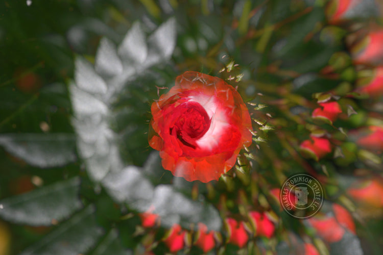 Very Red