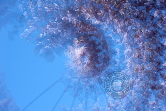Wisteria Flying